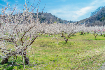 長野県長野市 ろうかく梅園の白梅の花