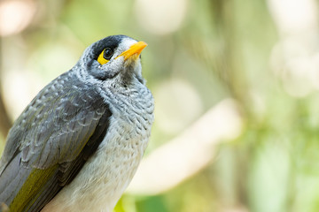 Noisy Miner