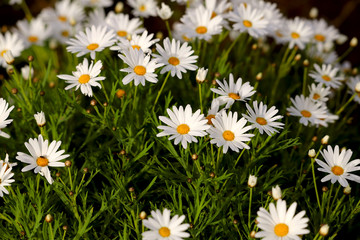 Obraz na płótnie Canvas Floral background. Many white daisy flowers with a yellow center and green leaves on the meadow. Cropped shot, blurred, horizontal, nobody, place for text, botanical beauty. The concept of nature.