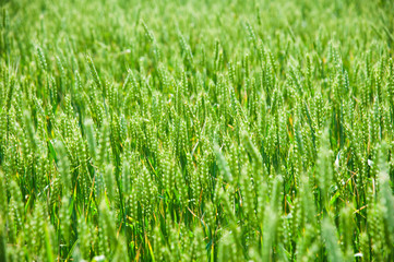 Ripening wheat field