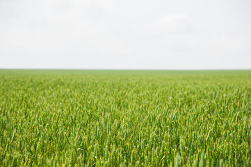 Fototapeta premium Ripening wheat field