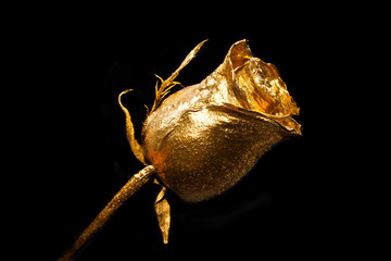 rose isolated on white background