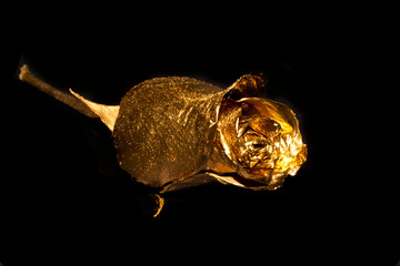 rose isolated on white background