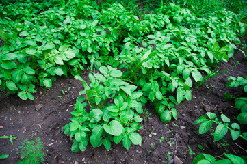 Potato plants field