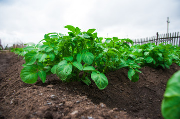 Potato plants field