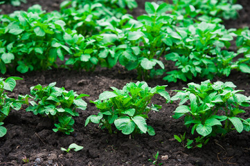 Potato plants field