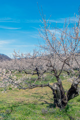 長野県長野市 ろうかく梅園の白梅の花