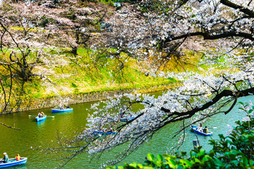 Obraz na płótnie Canvas 千鳥ヶ淵の桜