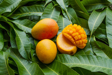 Ripe yellow mango fruit on green leaf background