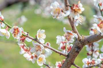 長野県長野市 ろうかく梅園の白梅の花