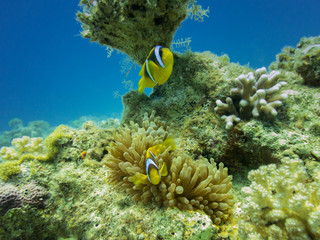 Fototapeta na wymiar a pair of clown fish in anemone