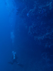 Fototapeta na wymiar diver swims along the underwater cliff