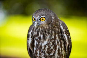 Barking Owl
