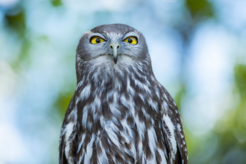 Barking Owl