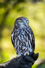 Barking Owl