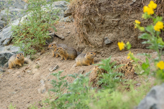 gopher burrow grass stones rodent