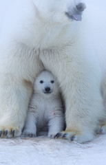Polar Bear Mother and Cub portrait.  © Anton Belovodchenko