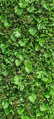 Vertical floral background - wall covered with monstera's leaves and other creeping green plants