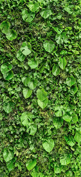 Vertical floral background - wall covered with monstera's leaves and other creeping green plants