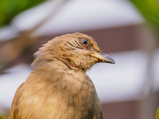 bird