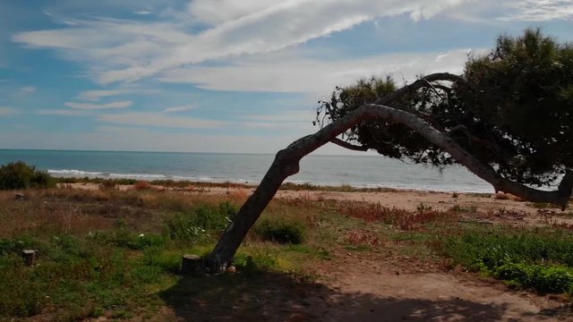 Vorbeiflug an einer schr&auml;g gewachsenen Kiefer, einem Windfl&uuml;chter, mit Blick auf das Meer und die Wellen, die in der Sonne glitzern