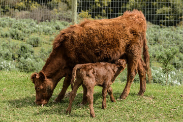 Close up of Red Dexter Cow, considered a rare breed
