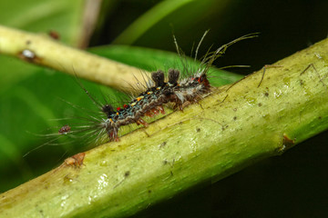 slugs caterpillar on stick tree