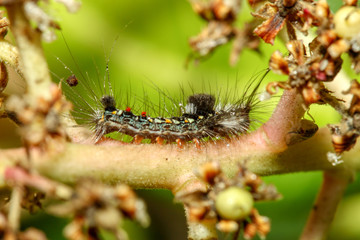 slugs caterpillar on stick tree