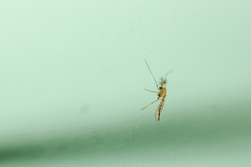 Close up mosquito on green glass in thailand