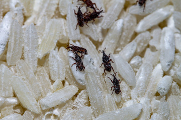 close up rice moth eat rice