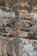 Autumn Southwest Mountain 