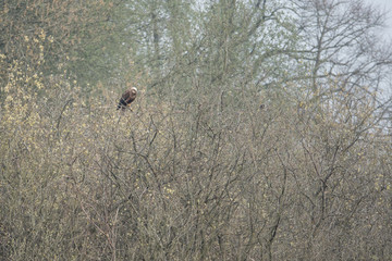 A red kite sits on a tree looking for food