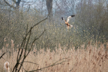 A red kite sits on a tree looking for food