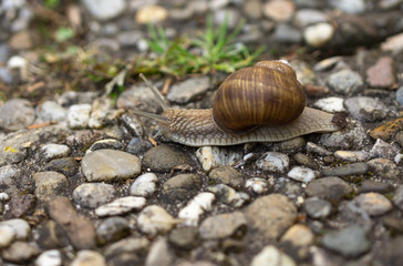 Snail on rocks 