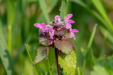 a dead nettle stands on a green meadow in the morning dew