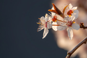 Close-up of a plum blossom in sunlight
