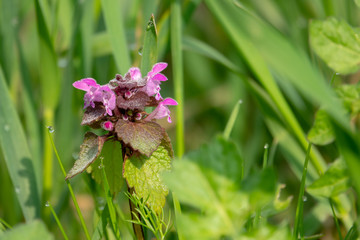 a dead nettle stands on a green meadow in the morning dew