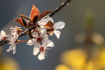 Close-up of a plum blossom in sunlight