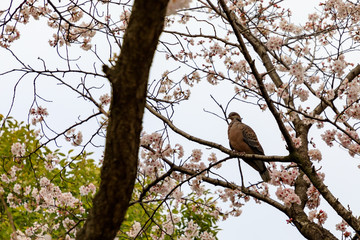 桜を愛でるハト