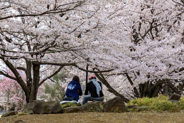 桜の下で