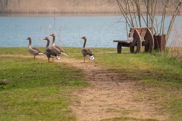a group of greylag geese standing on a path and chattering