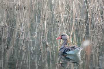 a greylag goose swims peacefully on a pond in the morning