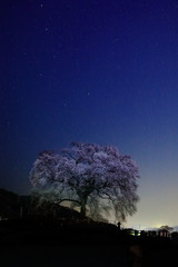 星空とわに塚の一本桜