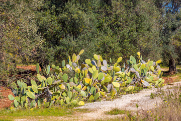Feigenkaktus in Italien, Südeuropa