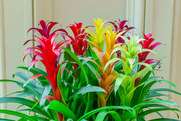 colorful blooming bromeliad flowers. Floral background. Exotic plant at home. Domestic gardening.
