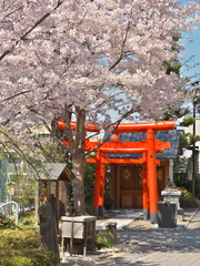 桜と鳥居