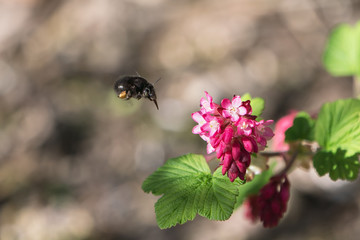 Hairy-footed flower bee flying towards a red flowering currant flower