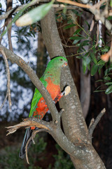 parrot on a branch