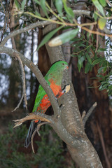parrot on a branch