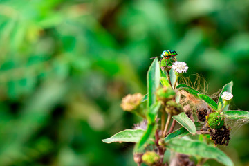 jewel beetle on leaf in green nature  